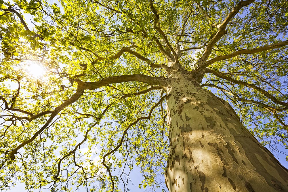 tree